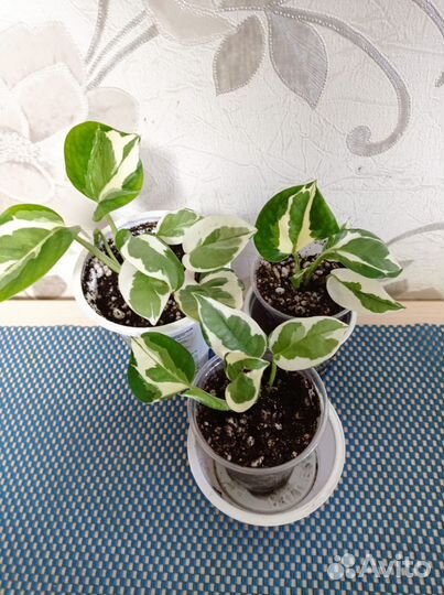 Сциндапсусы золотистый, Н-Джой