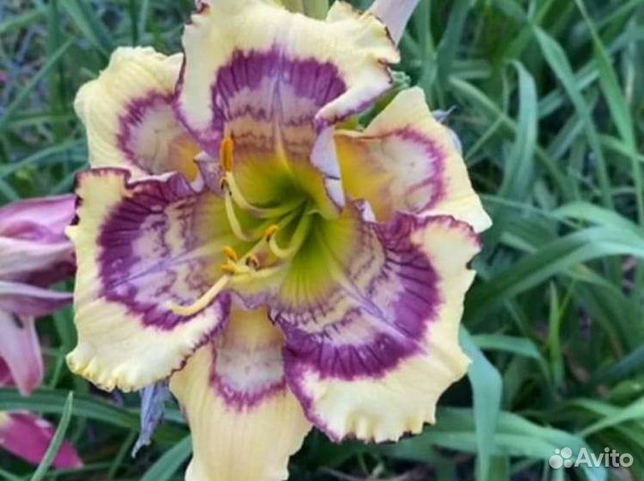 Лилейники калейдоскопные