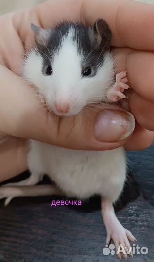 Декоративная крыса дамбо