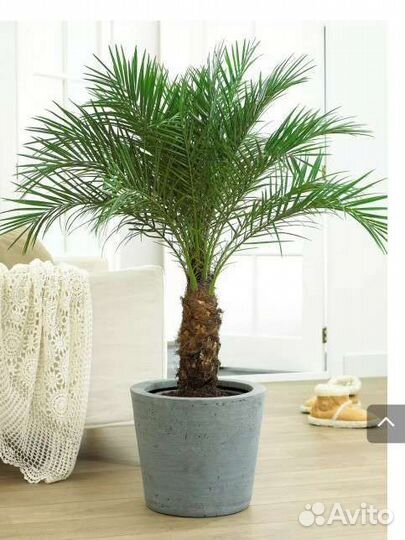 Финиковая пальма