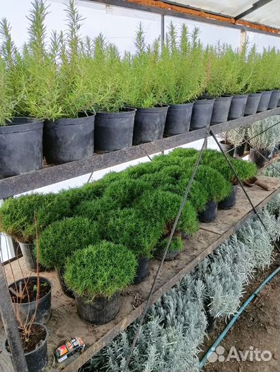 Саженцы плодовых, Розы, кустарников