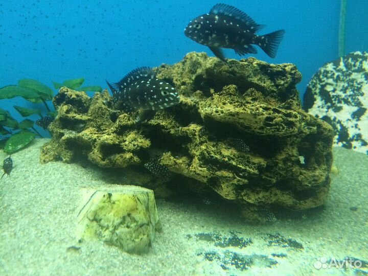 Трофеус Дубаиси Масва