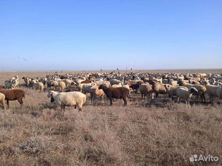 Продам барашек