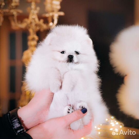 Щенки шпица