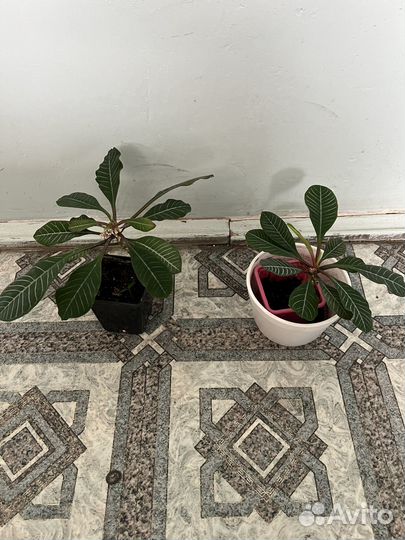 Комнатные цветы