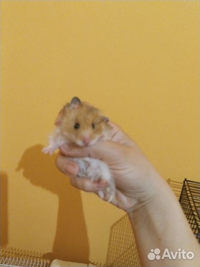 Сирийский хомяк бесплатно малыш