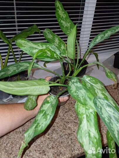 Аглаонема 