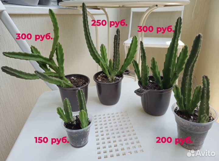 Стапелия Грандифлора