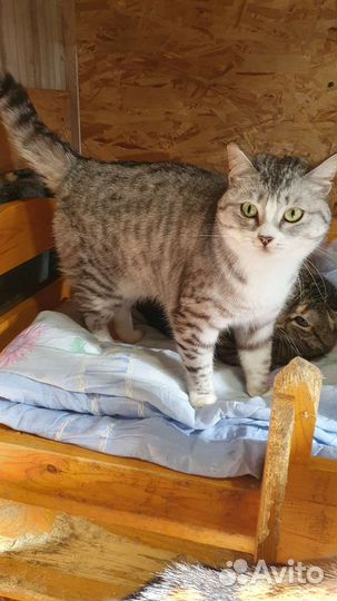 Кошка в дар