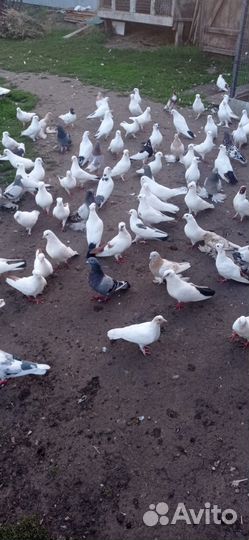 Бакинские голуби