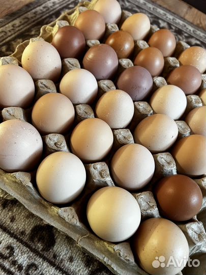 Яйца куриные домашние