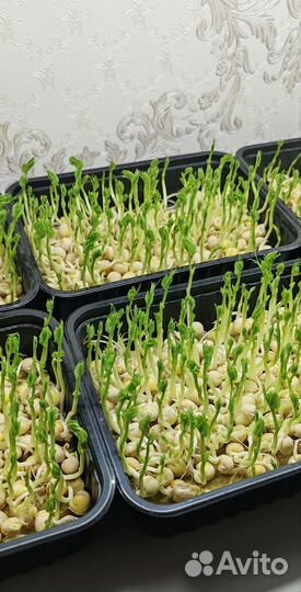 Микрозелень