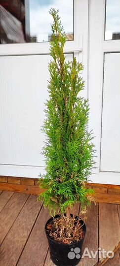 Туя смарагд