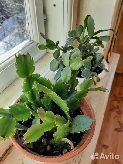 Декабрист(рождественский и пасхальный)