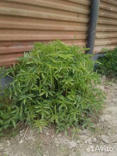 Саженцы княженики