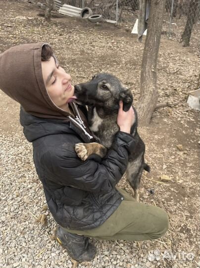 Собака щенок в добрые руки отдам бесплатно