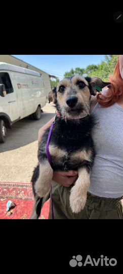 Собака в добрые руки