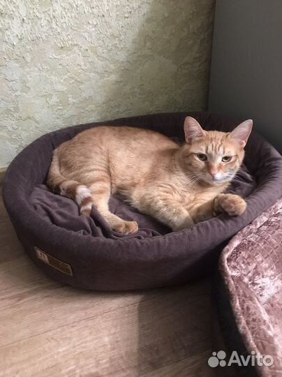 Котик ищет дом