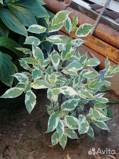 Цветущий кустарник, Многолетние цветы, Ягоды