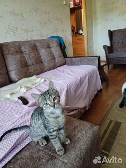 Кошечка в добрые руки бесплатно