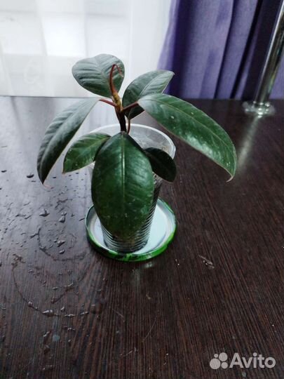 Сортовые фикусы