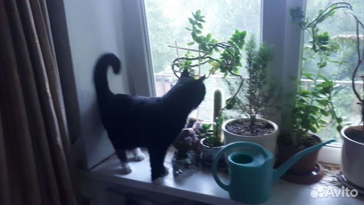 Предлагаем кота для вязки