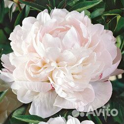 Пионы саженцы корни