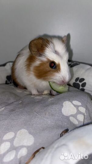 Морские свинки, гладкошерстные