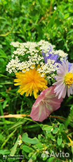 Травы, ягоды