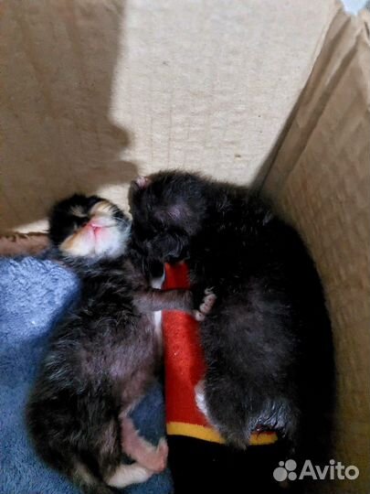 Котятатолько В добрые руки