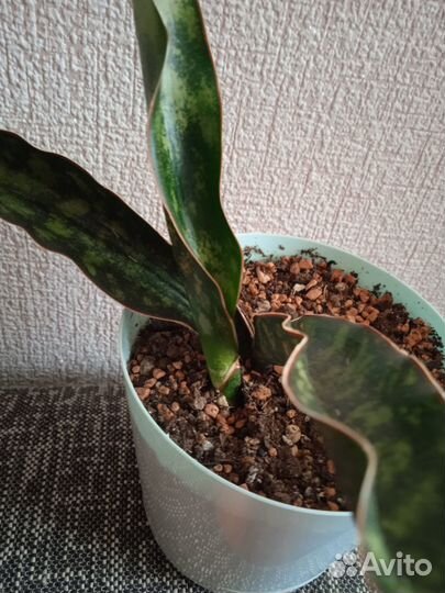 Сортовая санса Стар Каньен Гранит,доставка