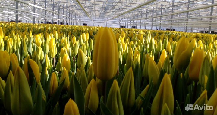 Тюльпаны срезка оптом от теплицы