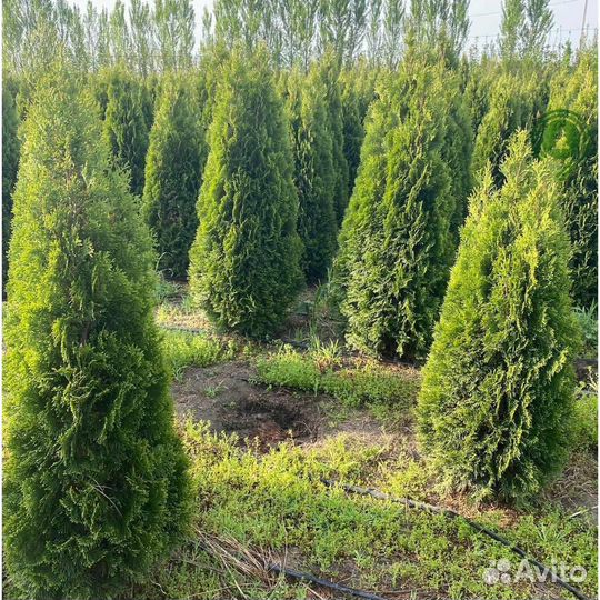 Туя с бесплатной доставкой