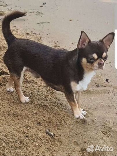 Вязка кобель чихуахуа