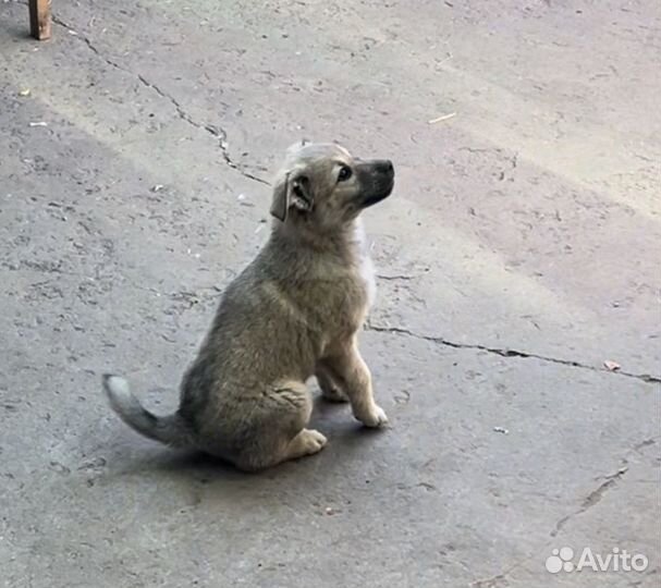 Собака в добрые руки щенок