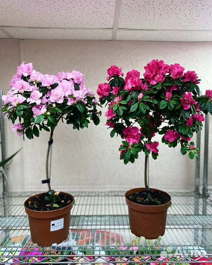 Азалия штамбовая