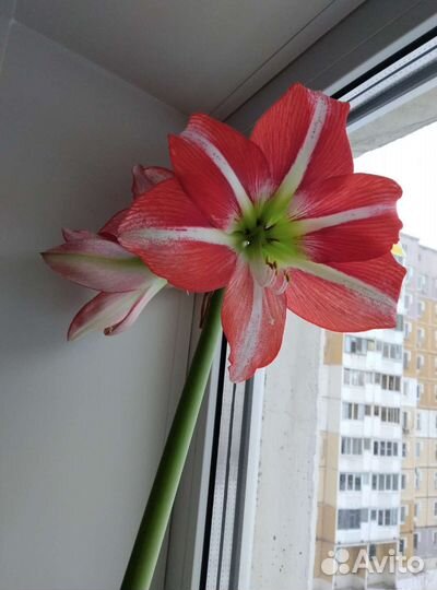 Сансевиерия, лилия