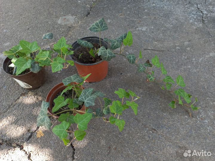 Красивые цветы