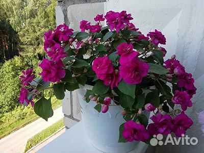 Бальзамины, бегония вечноцветущая