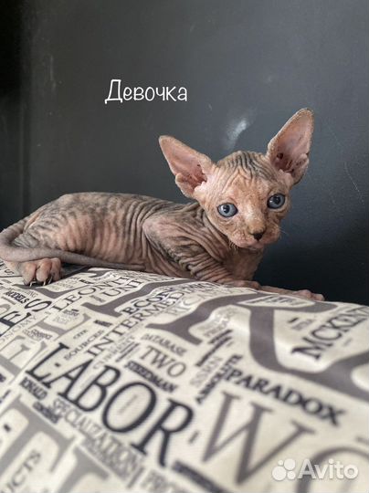 Канадский сфинкс котенок