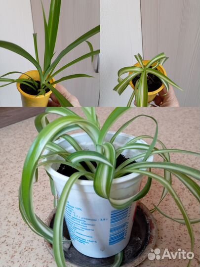 Комнатные цветы