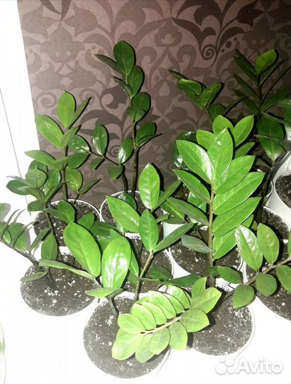 Замиокулькас (комнатные растения)