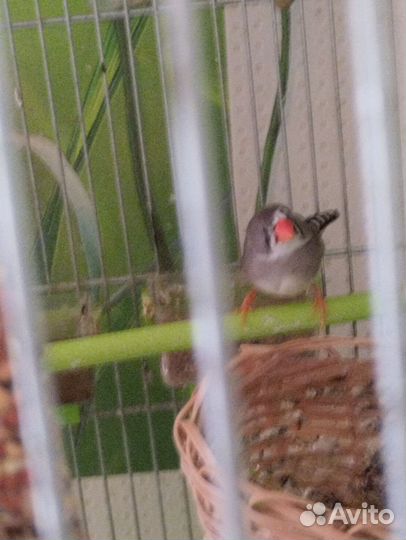 Птичка, Амадин девочка