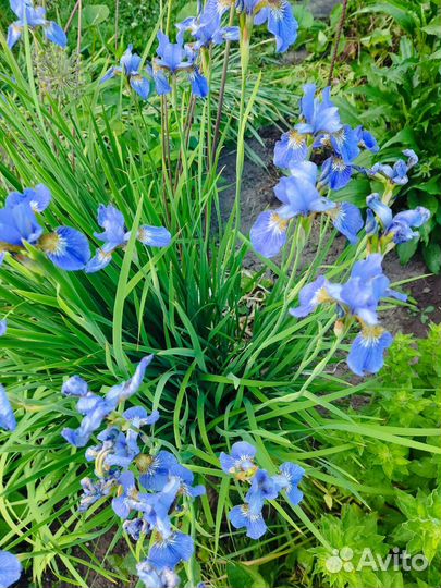 Ирисы, нарциссы, примула, хоста, бадан и др