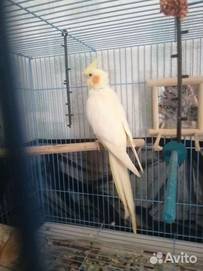 Пара попугаев с клеткой