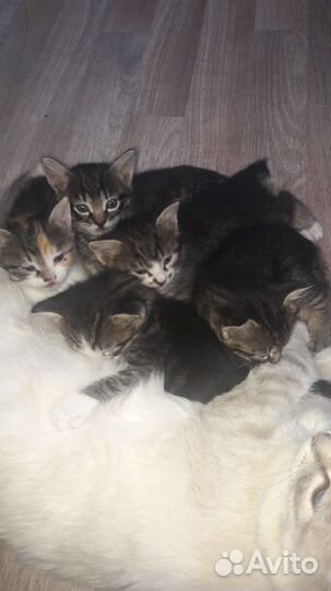 Котята в дар бесплатно