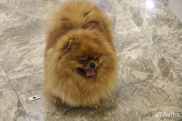 Большой Выбор щенков Померанского шпица