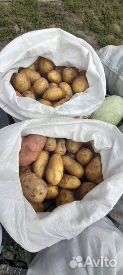 Продам картофель