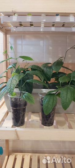 Клеродендрум томпсон