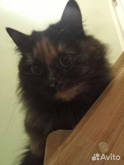 Кошки в добрые руки бесплатно